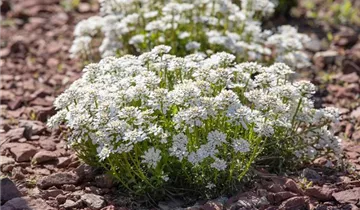 Immergrüne Schleifenblume 'Alexander´s White'