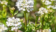 Immergrüne Schleifenblume 'Alexander´s White'