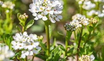 Immergrüne Schleifenblume 'Alexander´s White'