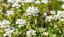 Immergrüne Schleifenblume 'Alexander´s White'