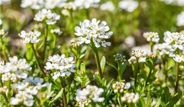 Immergrüne Schleifenblume 'Alexander´s White'