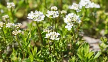Immergrüne Schleifenblume 'Alexander´s White'