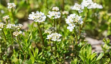 Immergrüne Schleifenblume 'Alexander´s White'