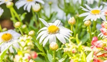 Garten-Margerite 'Daisy May'