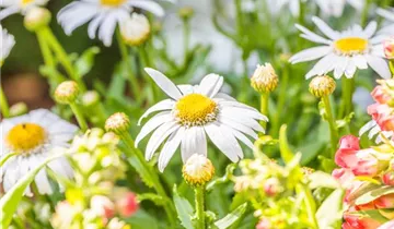 Garten-Margerite 'Daisy May'