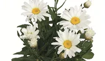 Garten-Margerite 'Daisy May'