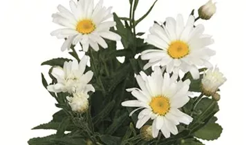 Garten-Margerite 'Daisy May'