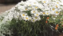 Garten-Margerite 'Daisy May'