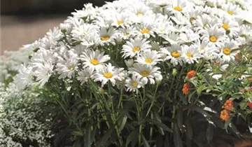 Garten-Margerite 'Daisy May'