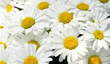Garten-Margerite 'Daisy May'