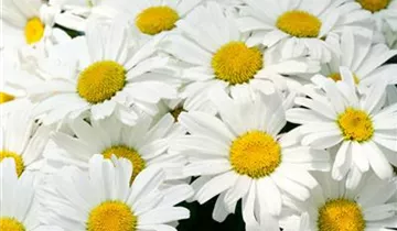Garten-Margerite 'Daisy May'