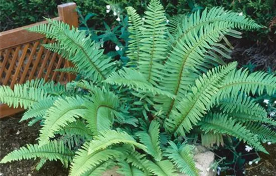 Polystichum munitum
