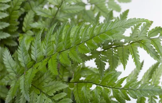 Polystichum tsus-simense