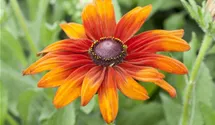 Rauer Garten-Sonnenhut 'Cappuccino'