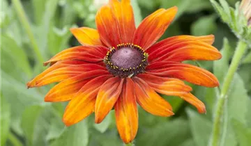 Rauer Garten-Sonnenhut 'Cappuccino'