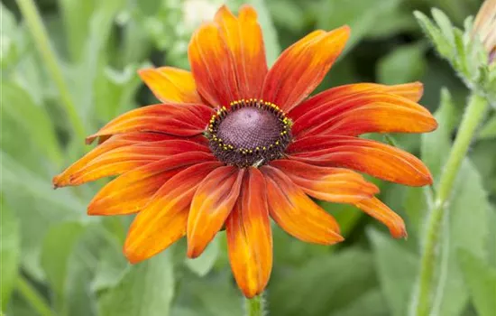Rudbeckia hirta 'Cappuccino'