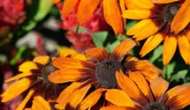 Rauer Garten-Sonnenhut 'Cappuccino'