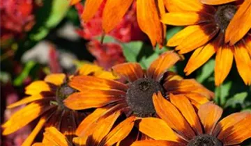 Rauer Garten-Sonnenhut 'Cappuccino'