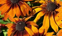Rauer Garten-Sonnenhut 'Cappuccino'