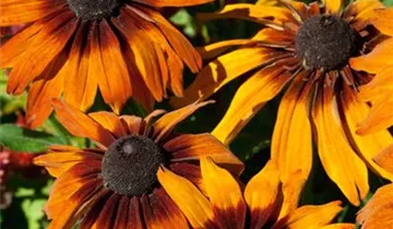 Rauer Garten-Sonnenhut 'Cappuccino'