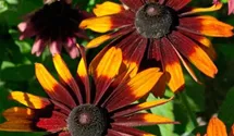 Rauer Garten-Sonnenhut 'Cappuccino'