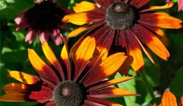 Rauer Garten-Sonnenhut 'Cappuccino'
