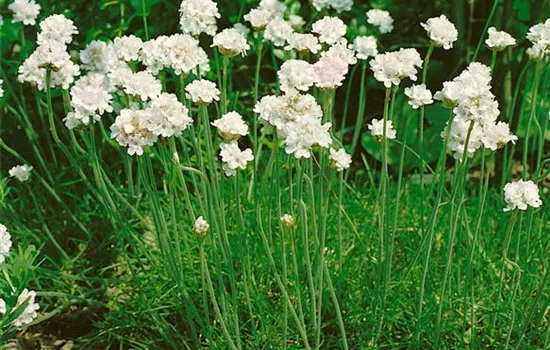 Armeria maritima 'Alba'