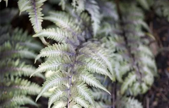 Athyrium niponicum pictum 'Godzilla'