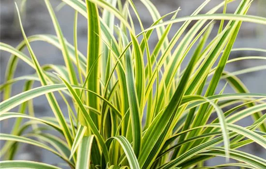 Carex morrowii Everglow'