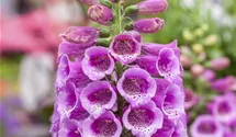 Garten-Fingerhut 'Dalmatian Mix'
