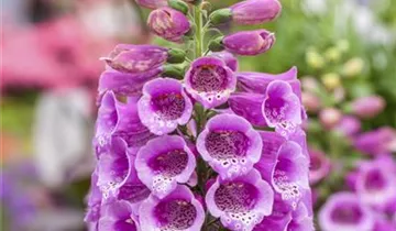Garten-Fingerhut 'Dalmatian Mix'
