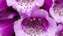 Garten-Fingerhut 'Dalmatian Mix'
