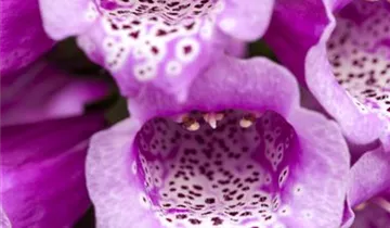 Garten-Fingerhut 'Dalmatian Mix'