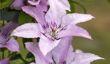 Waldrebe 'Evipo 075'