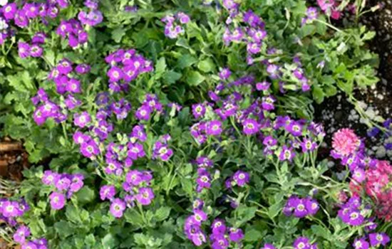 Aubrieta x cultorum 'Audelmag'