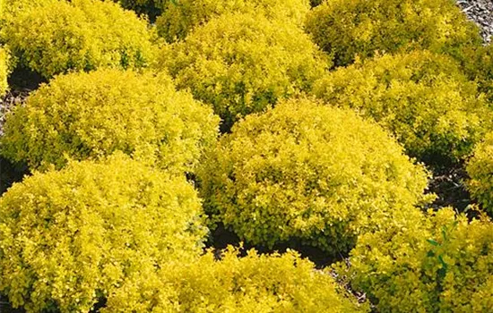 Berberis thunbergii 'Bonanza Gold' ®