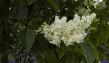 Baumflieder 'Ivory Silk'