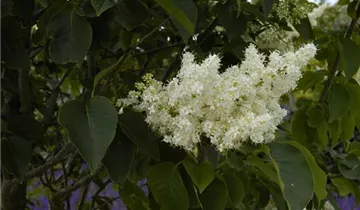 Baumflieder 'Ivory Silk'