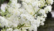 Baumflieder 'Ivory Silk'