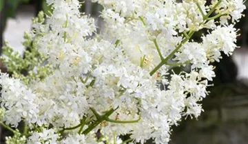 Baumflieder 'Ivory Silk'