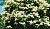 Baumflieder 'Ivory Silk'