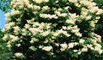 Baumflieder 'Ivory Silk'