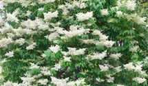 Baumflieder 'Ivory Silk'