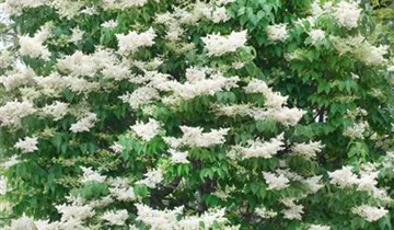 Baumflieder 'Ivory Silk'