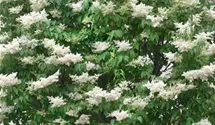 Baumflieder 'Ivory Silk'