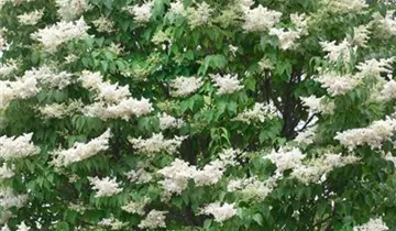 Baumflieder 'Ivory Silk'
