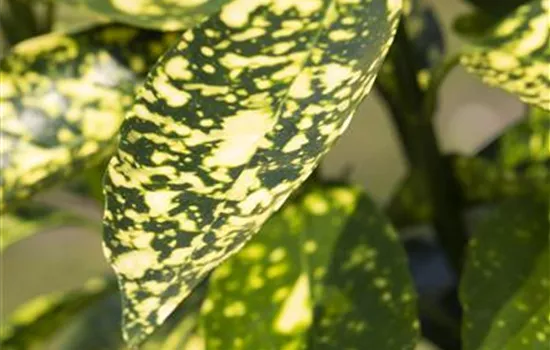 Aucuba japonica Hosoba Hoshifu