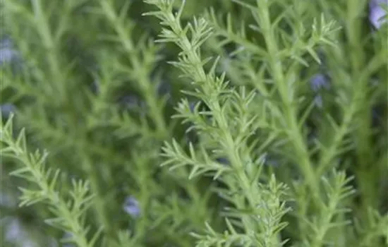 Cupressus macrocarpa 'Wilma Goldcrest'