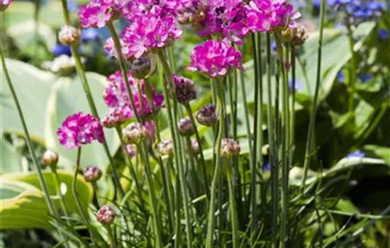 Armeria maritima 'Rosea'