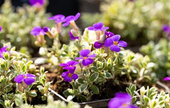 Aubrieta x cultorum 'Silberrand'